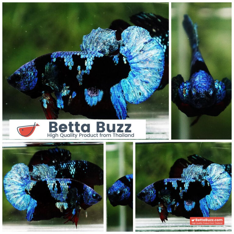 Betta fish Avatar Blue Black Star HMPK