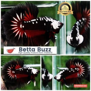 Betta fish Rare Vampire Shadow Black Samurai Butterfly OHM
