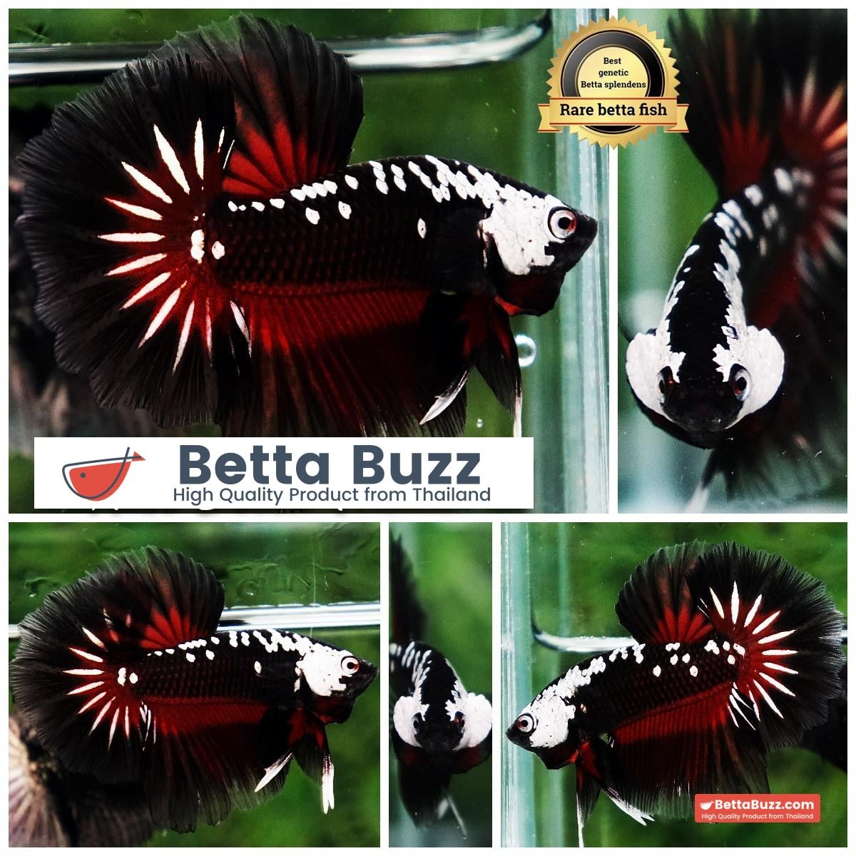 Betta fish Rare Vampire Shadow Black Samurai Butterfly OHM