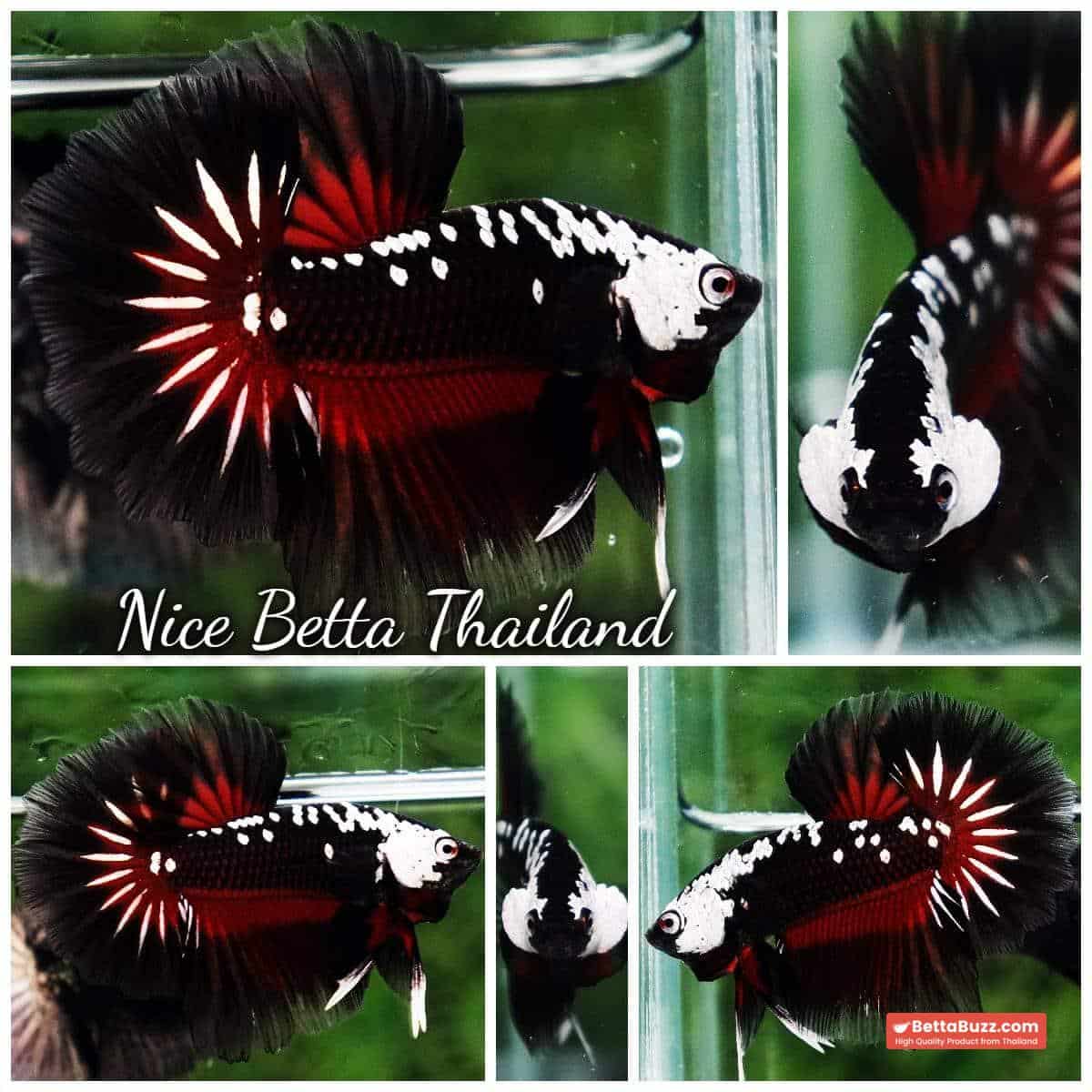 Betta fish Rare Vampire Shadow Black Samurai Butterfly OHM - Image 11