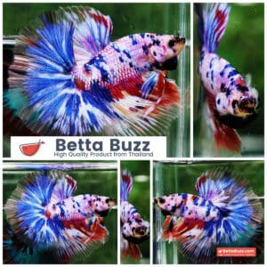 Betta fish Marble Multicolor Rainbow OHM