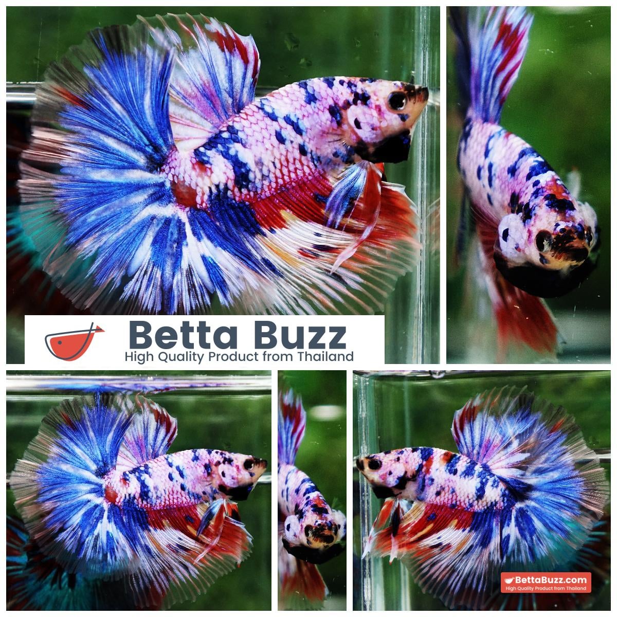 Betta fish Marble Multicolor Rainbow OHM