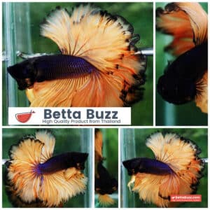 Betta fish Mustard Gas Black Pumkins Sky Hawk OHM Rosetail