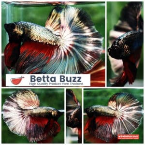 Betta fish Copper Evil Red OHM