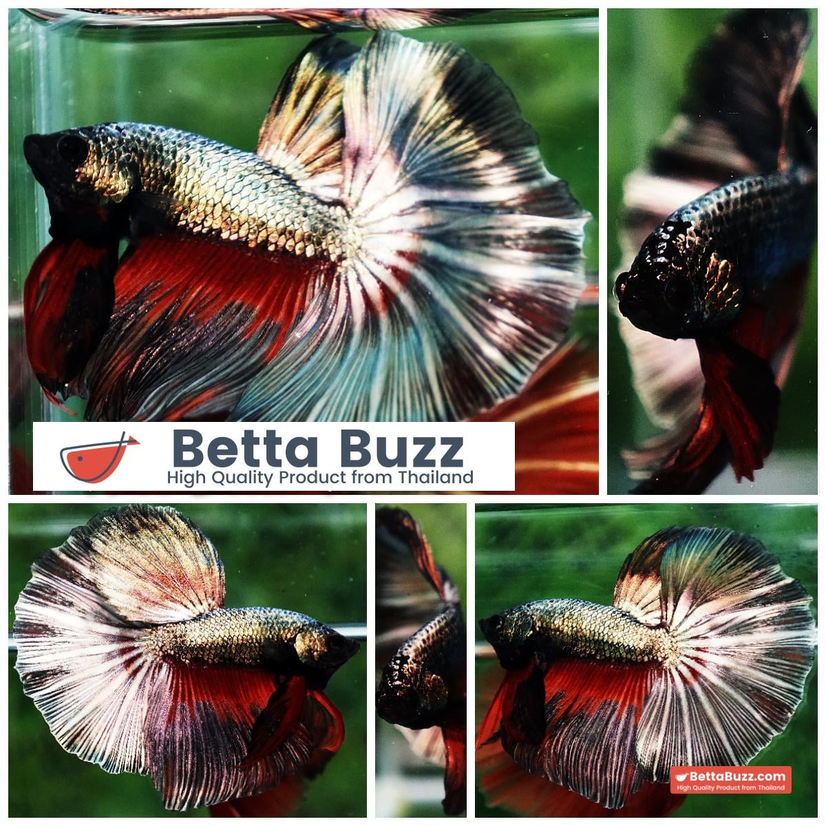 Betta fish Copper Evil Red OHM