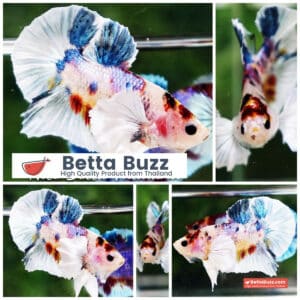 Betta fish Dumbo White Rainbow Fancy HMPK