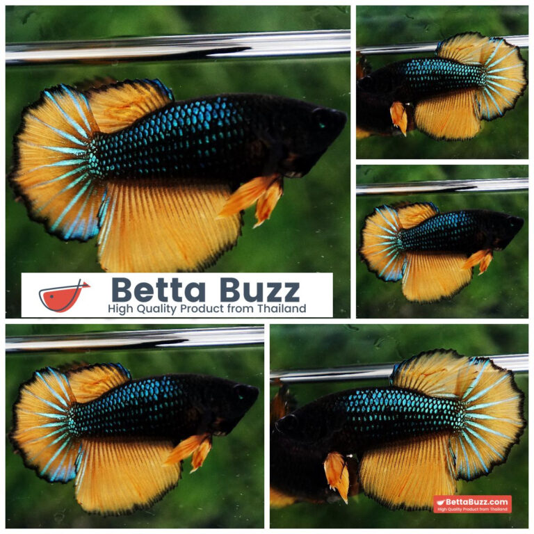 Betta fish Female Blue Mustard Gas HM