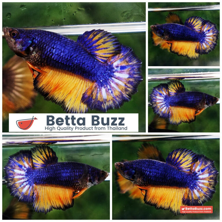 Betta fish Female Blue Dragon Mustard Gas Black Ring HM