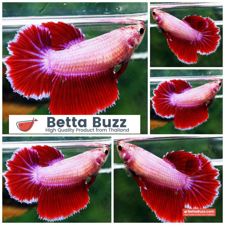 Betta fish Female Pink Tulips HM