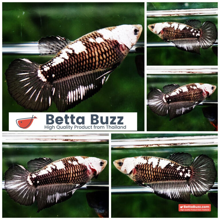 Betta fish Female Shadow Black Samurai HM