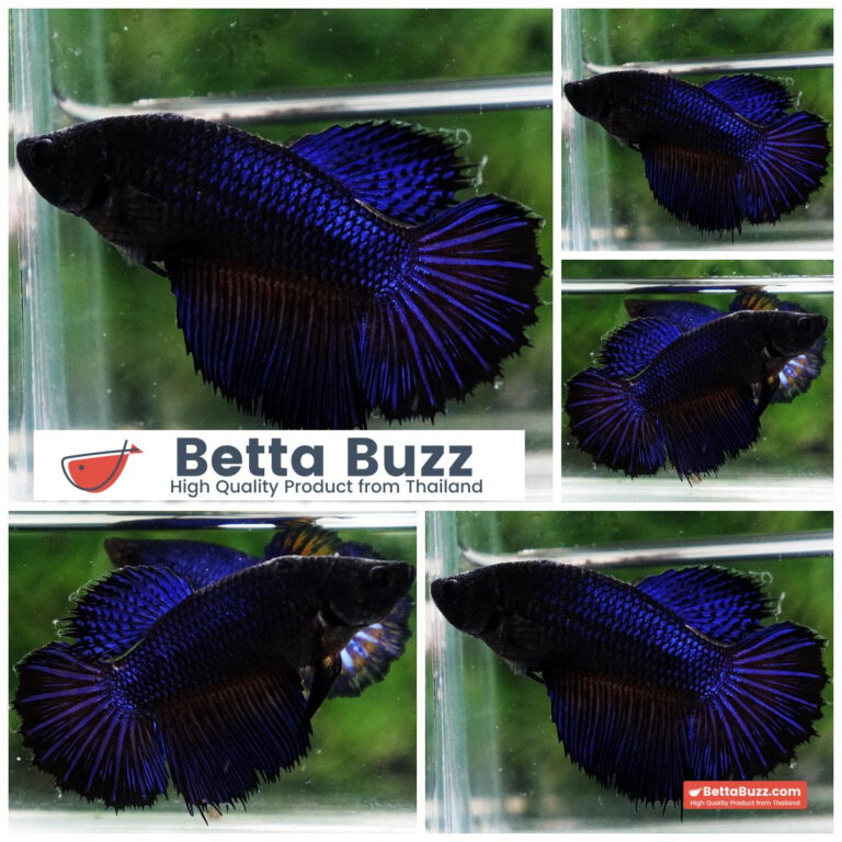 Betta fish Female Blue Black Peacock HM