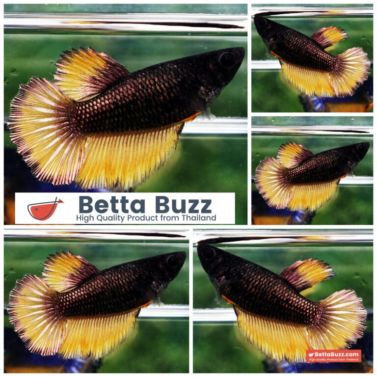 Betta fish Female Copper Yellow Mustard HM
