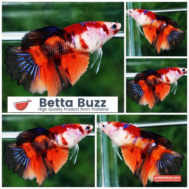 Betta fish Female Koi Nemo Classic HM