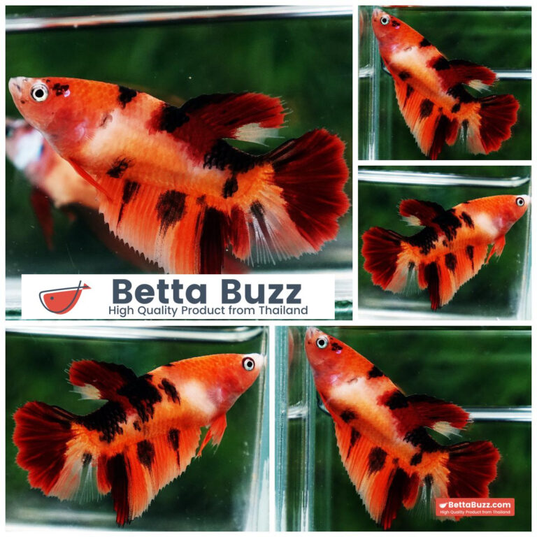 Betta fish Female Nemo Tiger HM