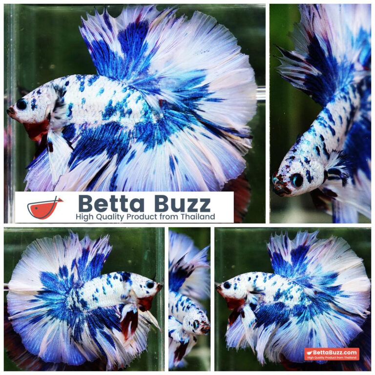 Betta fish Prince of The Frozen Blue Sky Hawk OHM