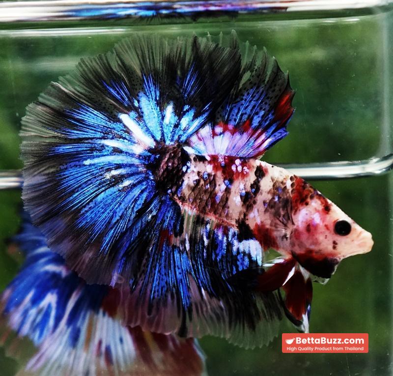 Betta fish Blue Koi Galaxy Hawk OHM - Image 4