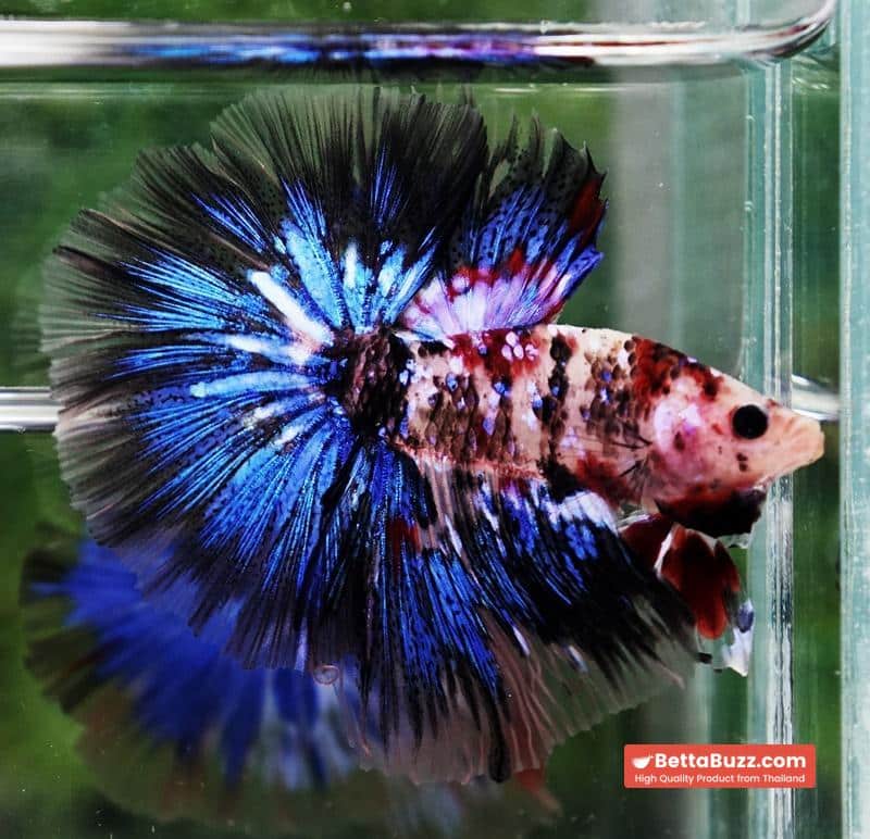 Betta fish Blue Koi Galaxy Hawk OHM - Image 2