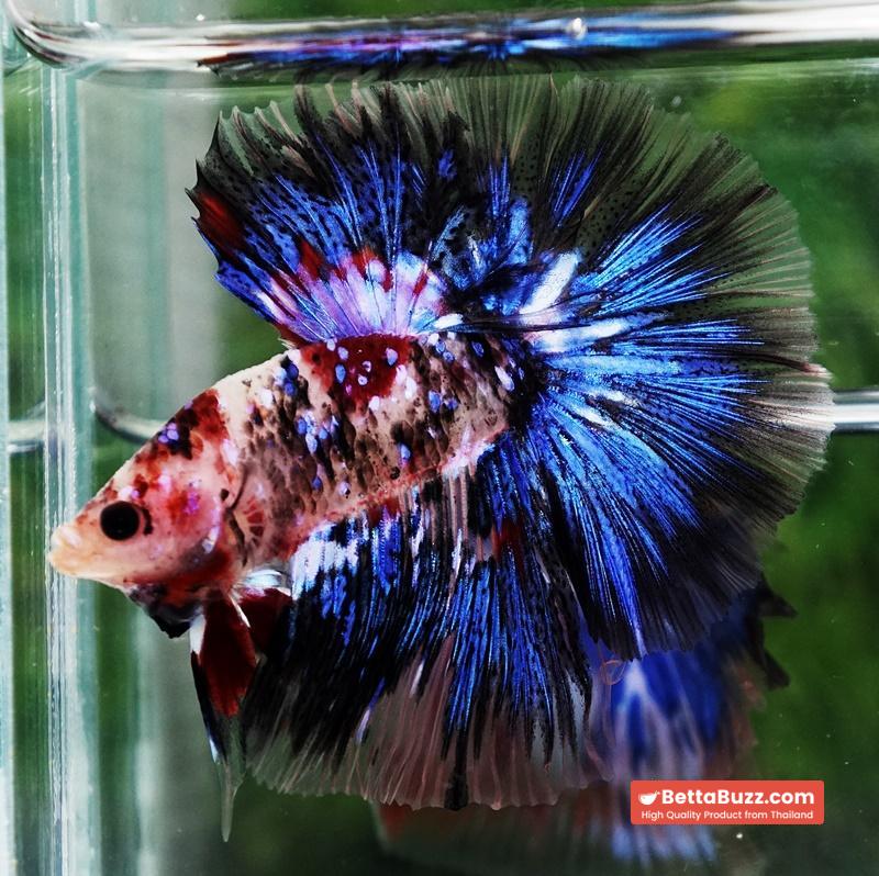 Betta fish Blue Koi Galaxy Hawk OHM - Image 3