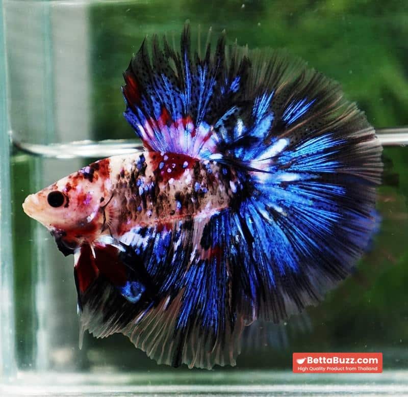 Betta fish Blue Koi Galaxy Hawk OHM - Image 5