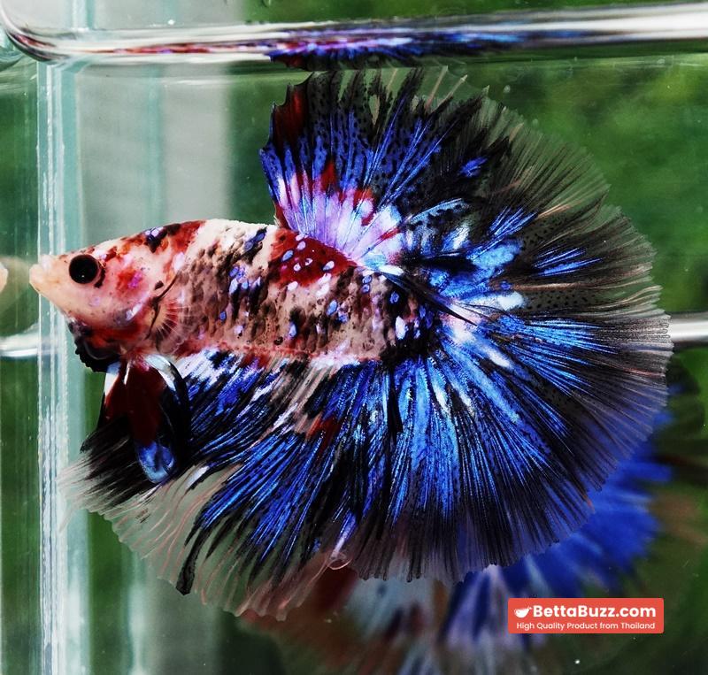 Betta fish Blue Koi Galaxy Hawk OHM - Image 7