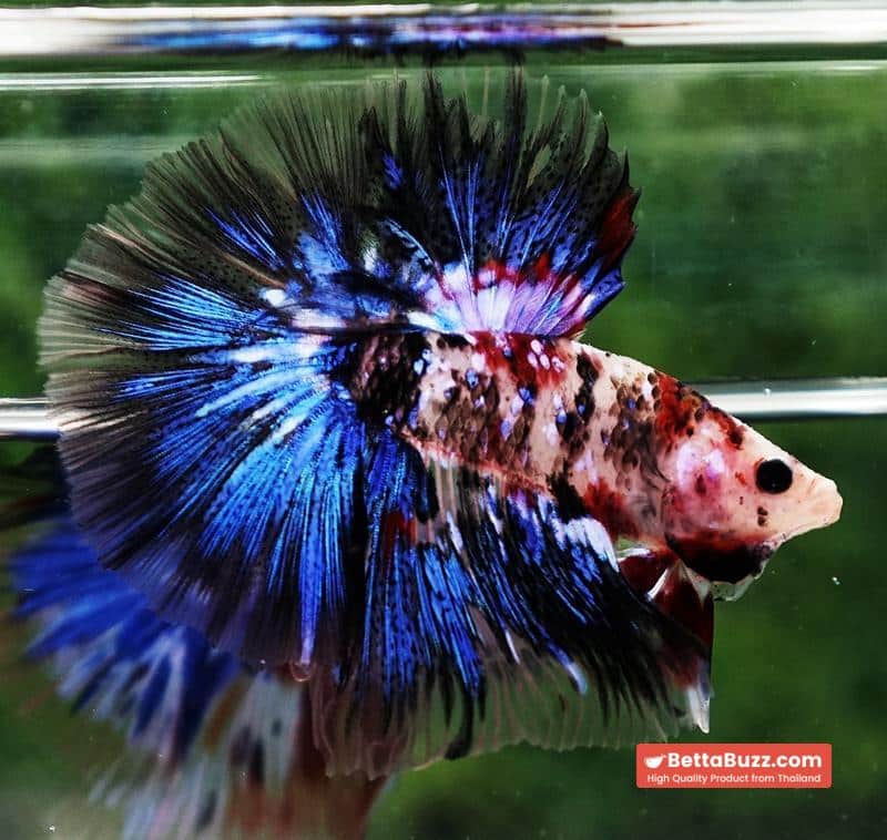 Betta fish Blue Koi Galaxy Hawk OHM - Image 6