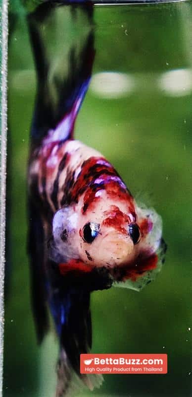 Betta fish Blue Koi Galaxy Hawk OHM - Image 8