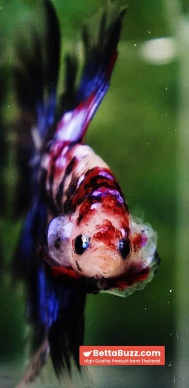Betta fish Blue Koi Galaxy Hawk OHM - Image 9