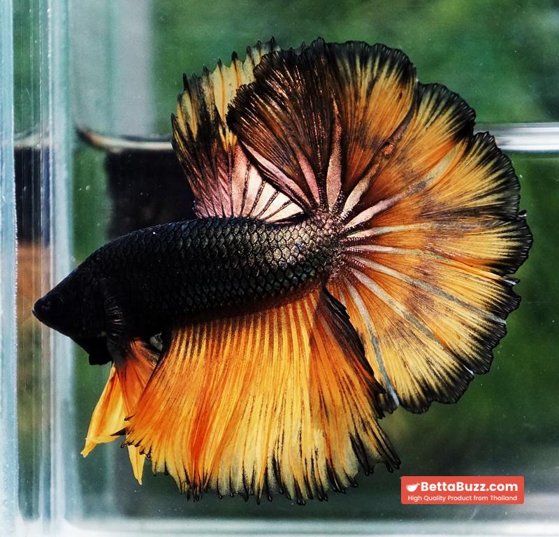 Betta fish Copper Mustard Gas Hawk Rosetail OHM - Image 4