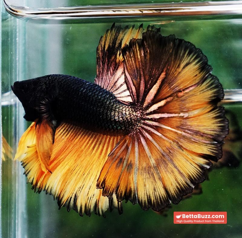 Betta fish Copper Mustard Gas Hawk Rosetail OHM - Image 2