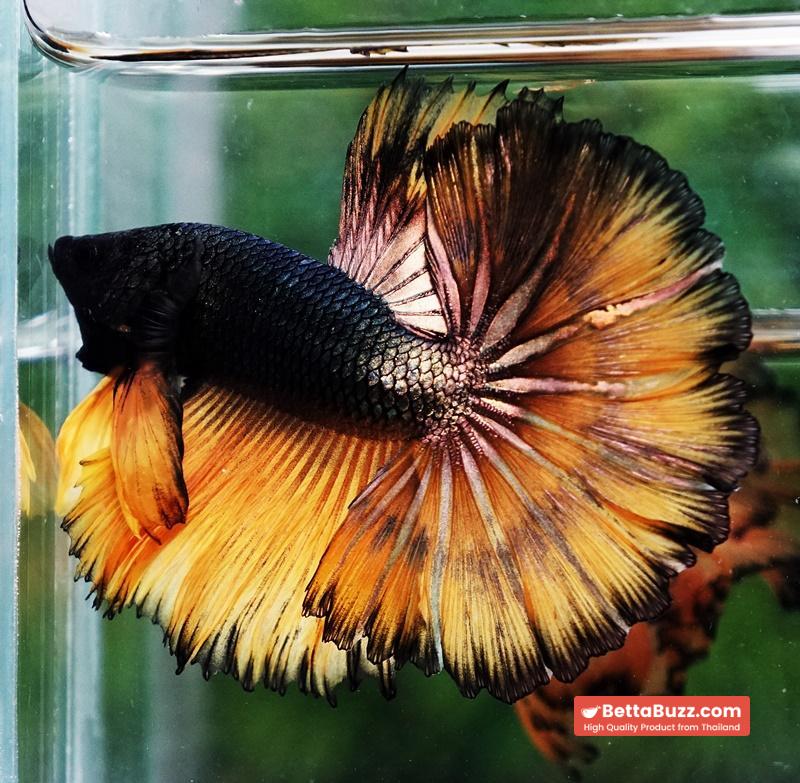 Betta fish Copper Mustard Gas Hawk Rosetail OHM - Image 6