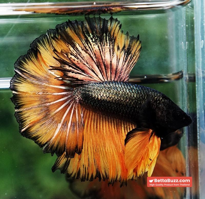Betta fish Copper Mustard Gas Hawk Rosetail OHM - Image 3