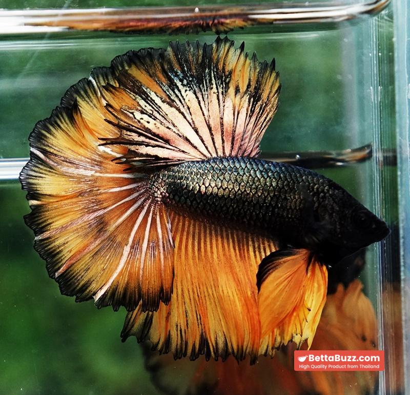 Betta fish Copper Mustard Gas Hawk Rosetail OHM - Image 5