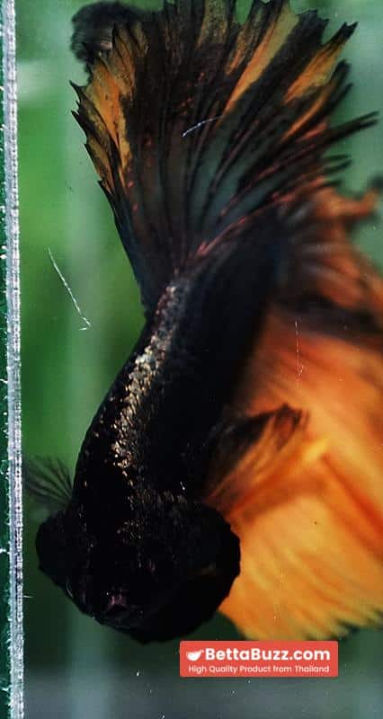 Betta fish Copper Mustard Gas Hawk Rosetail OHM - Image 7