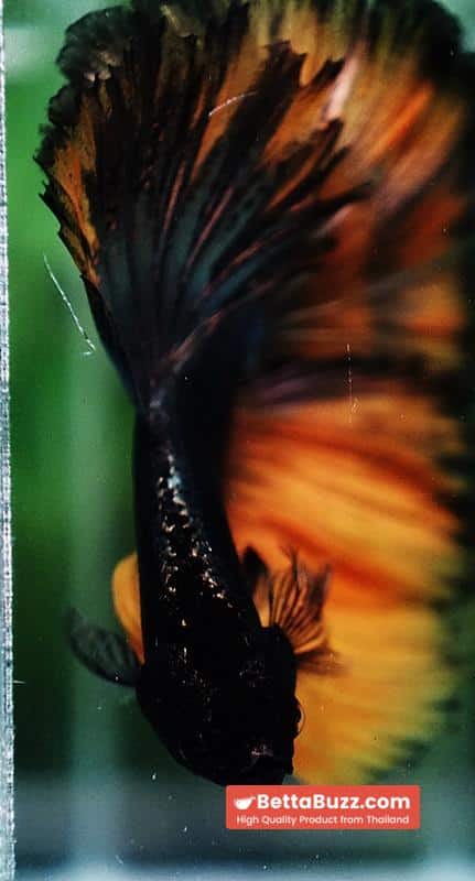 Betta fish Copper Mustard Gas Hawk Rosetail OHM - Image 8