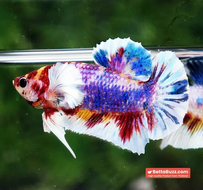 Betta fish Dumbo Multicolor Emerald Candy HMPK - Image 4