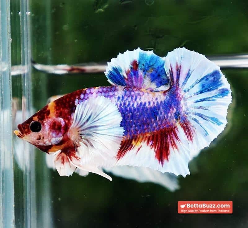 Betta fish Dumbo Multicolor Emerald Candy HMPK - Image 6