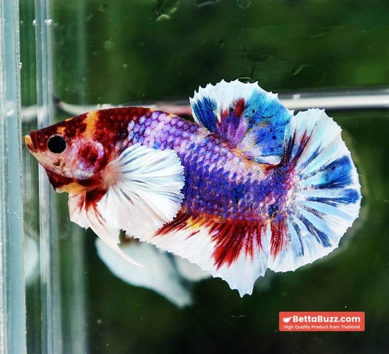 Betta fish Dumbo Multicolor Emerald Candy HMPK - Image 2