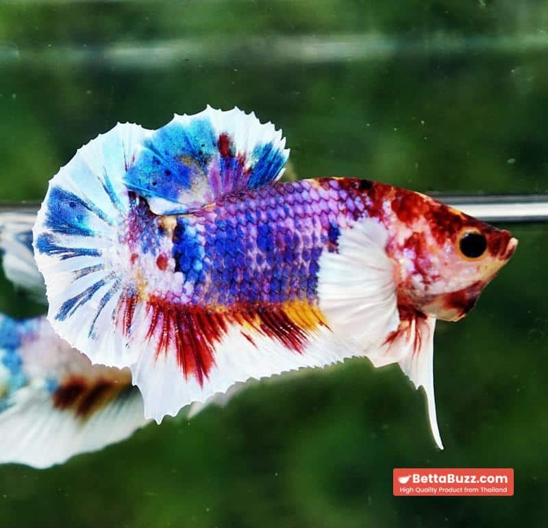 Betta fish Dumbo Multicolor Emerald Candy HMPK - Image 3