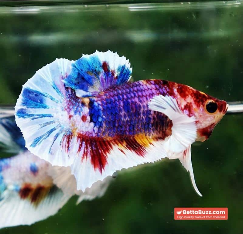 Betta fish Dumbo Multicolor Emerald Candy HMPK - Image 5