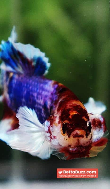 Betta fish Dumbo Multicolor Emerald Candy HMPK - Image 7