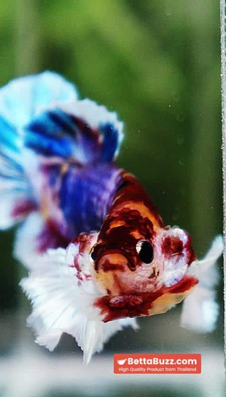 Betta fish Dumbo Multicolor Emerald Candy HMPK - Image 8