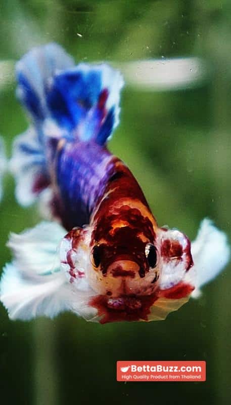 Betta fish Dumbo Multicolor Emerald Candy HMPK - Image 9