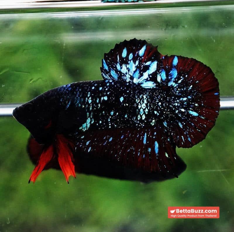 Betta fish Black Star Avatar Vampire HMPK - Image 4