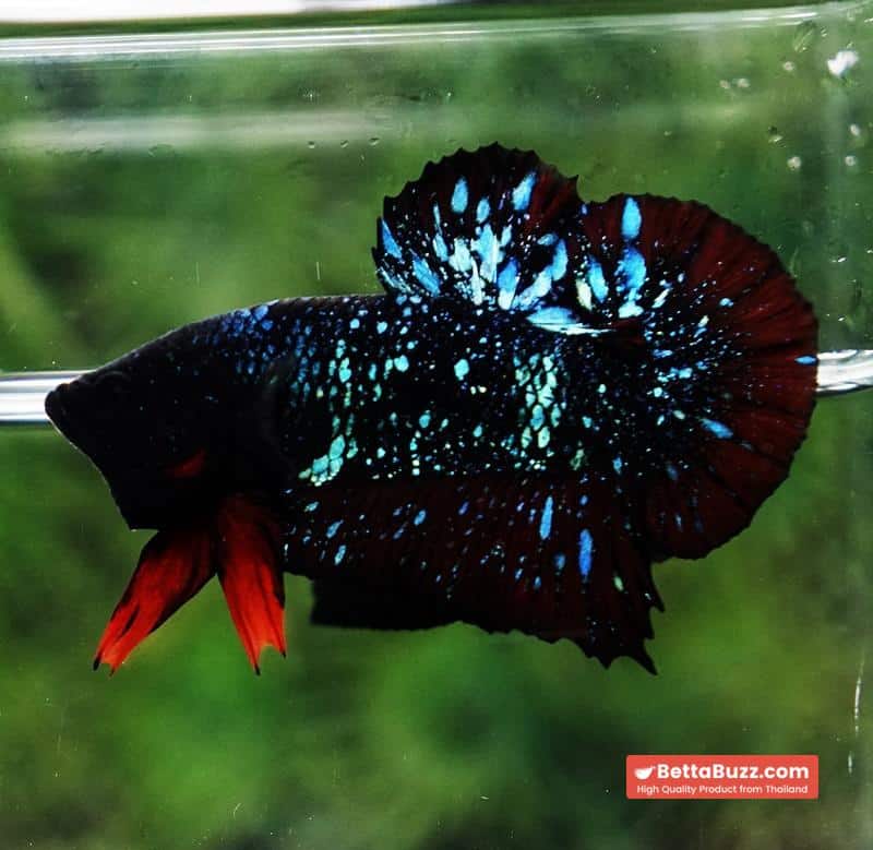 Betta fish Black Star Avatar Vampire HMPK - Image 2