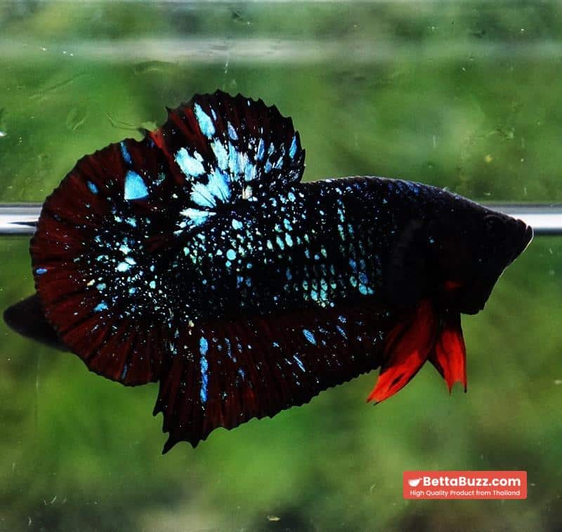 Betta fish Black Star Avatar Vampire HMPK - Image 3