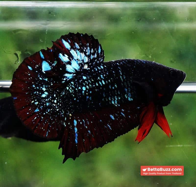 Betta fish Black Star Avatar Vampire HMPK - Image 5