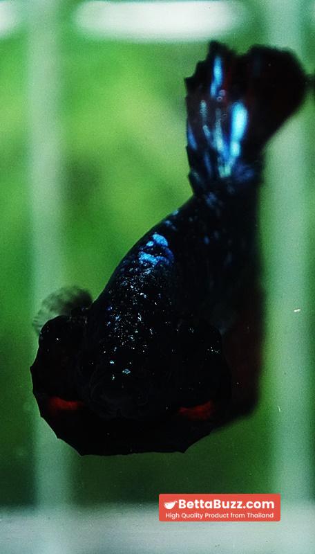 Betta fish Black Star Avatar Vampire HMPK - Image 6