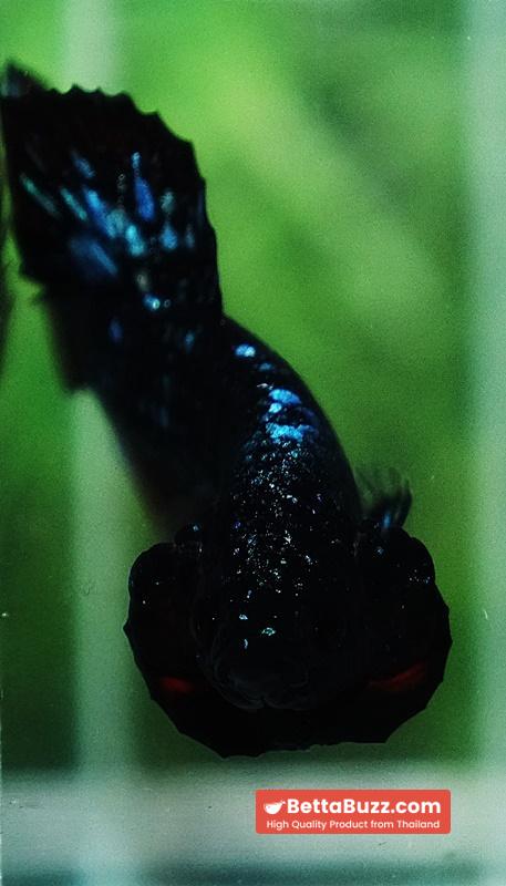 Betta fish Black Star Avatar Vampire HMPK - Image 7