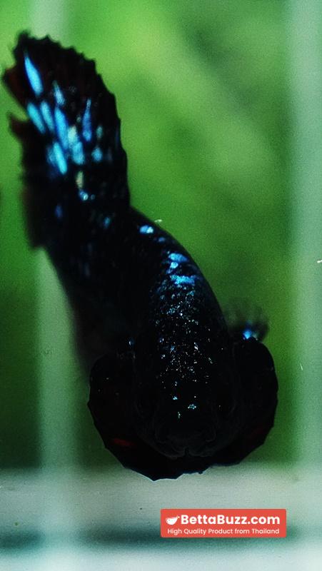 Betta fish Black Star Avatar Vampire HMPK - Image 8