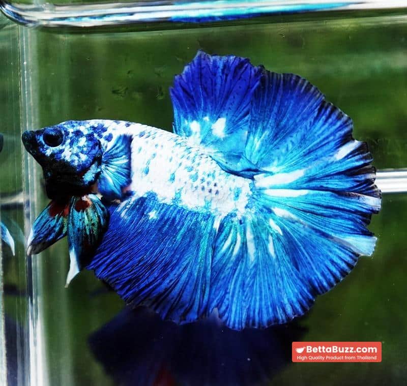 Betta fish Betta fish Prince of Blue Marble Series OHM - Image 2